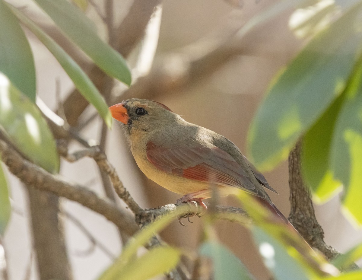 Northern Cardinal - ML616335644