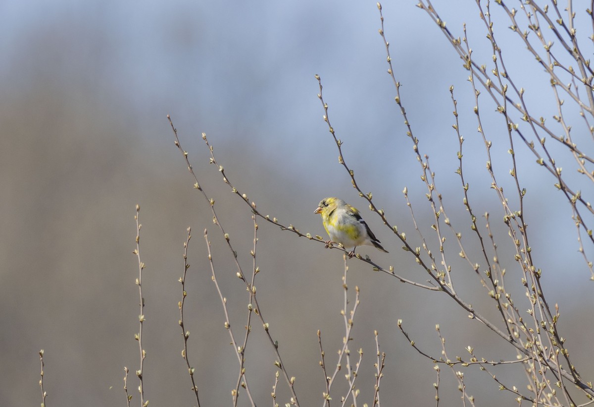 American Goldfinch - ML616335651