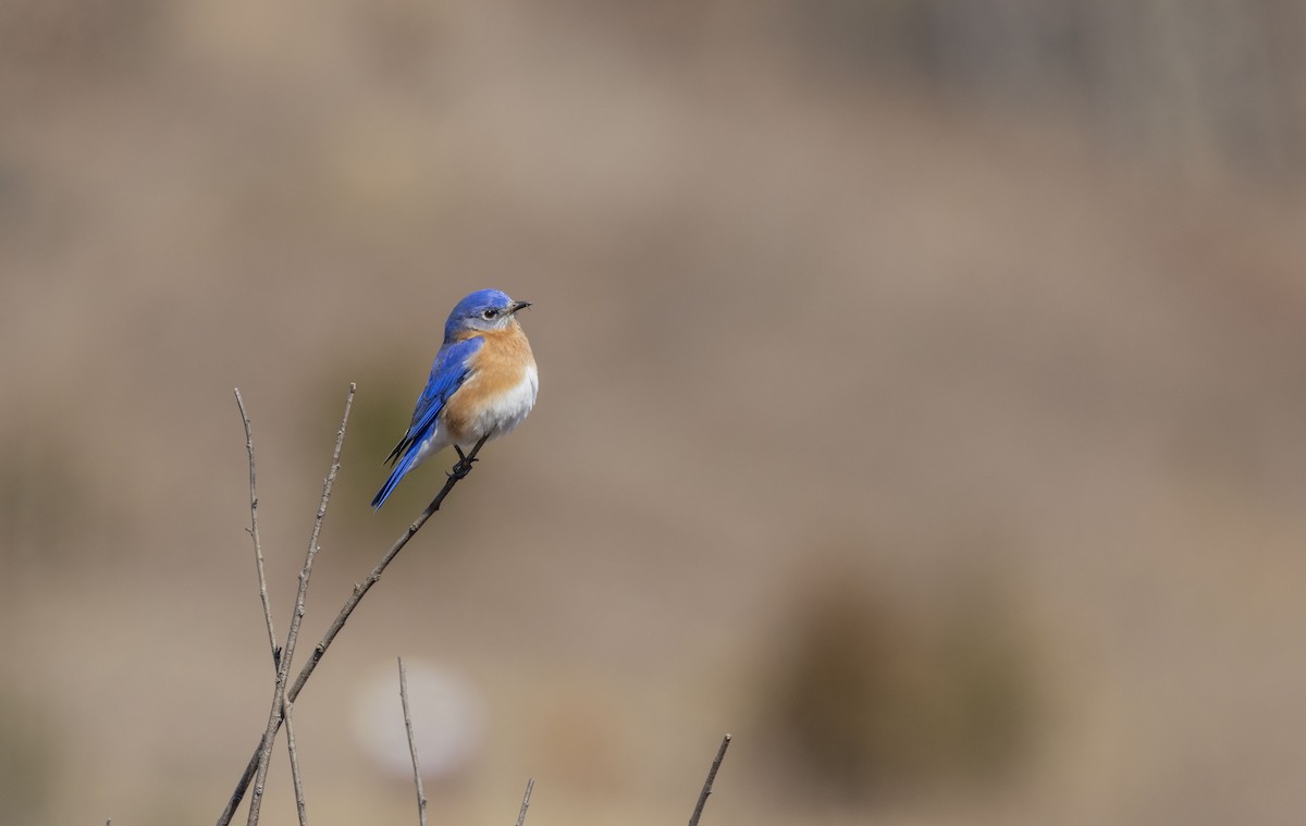 Eastern Bluebird - ML616335659