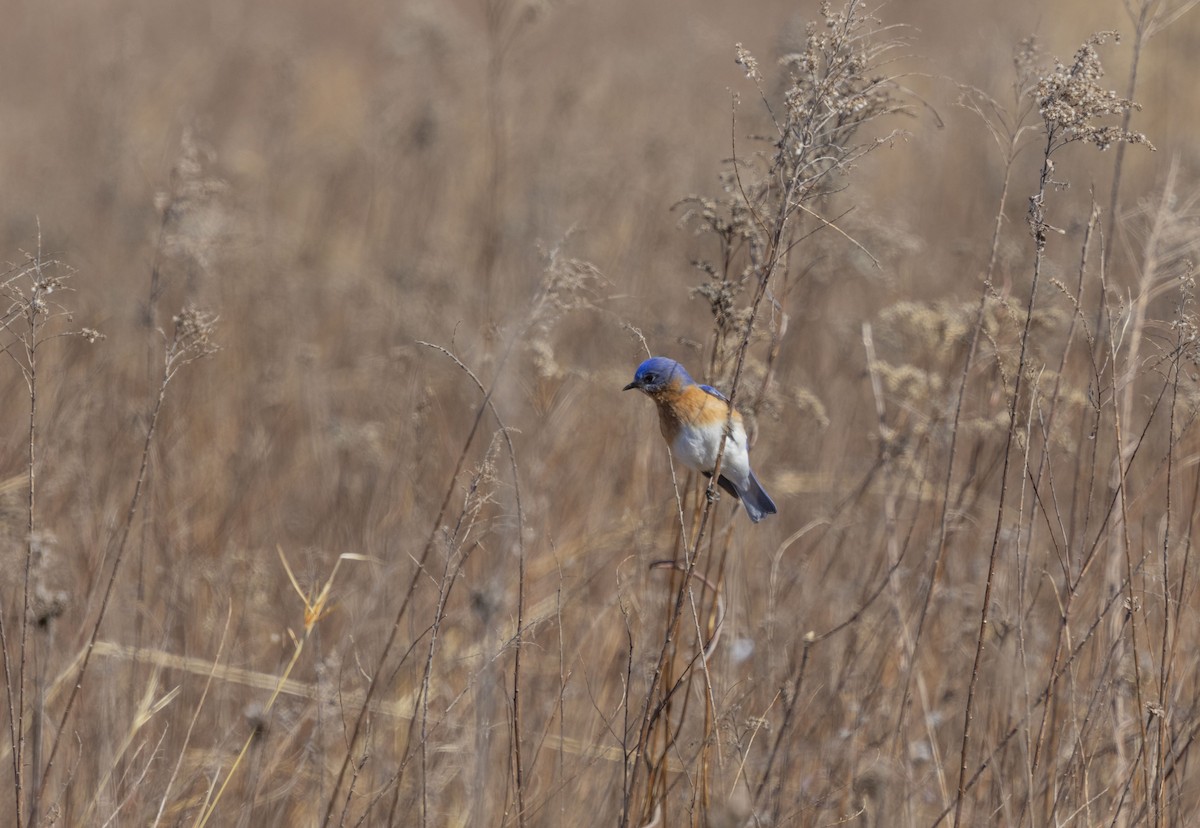 Eastern Bluebird - ML616335660