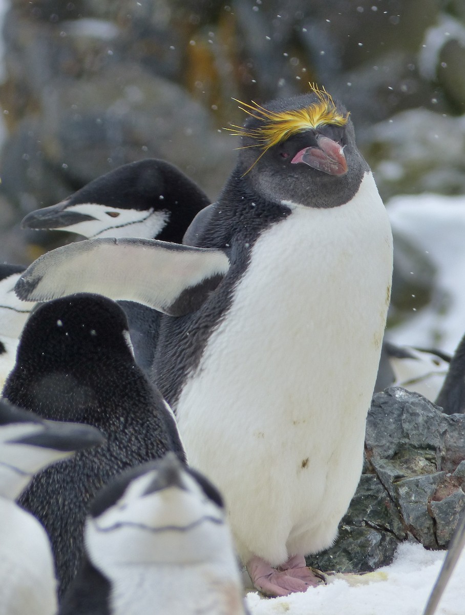 Златохохлый пингвин - ML616335662