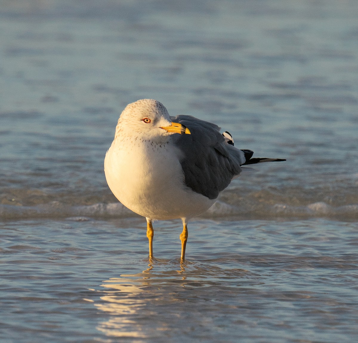 Ring-billed Gull - ML616335718