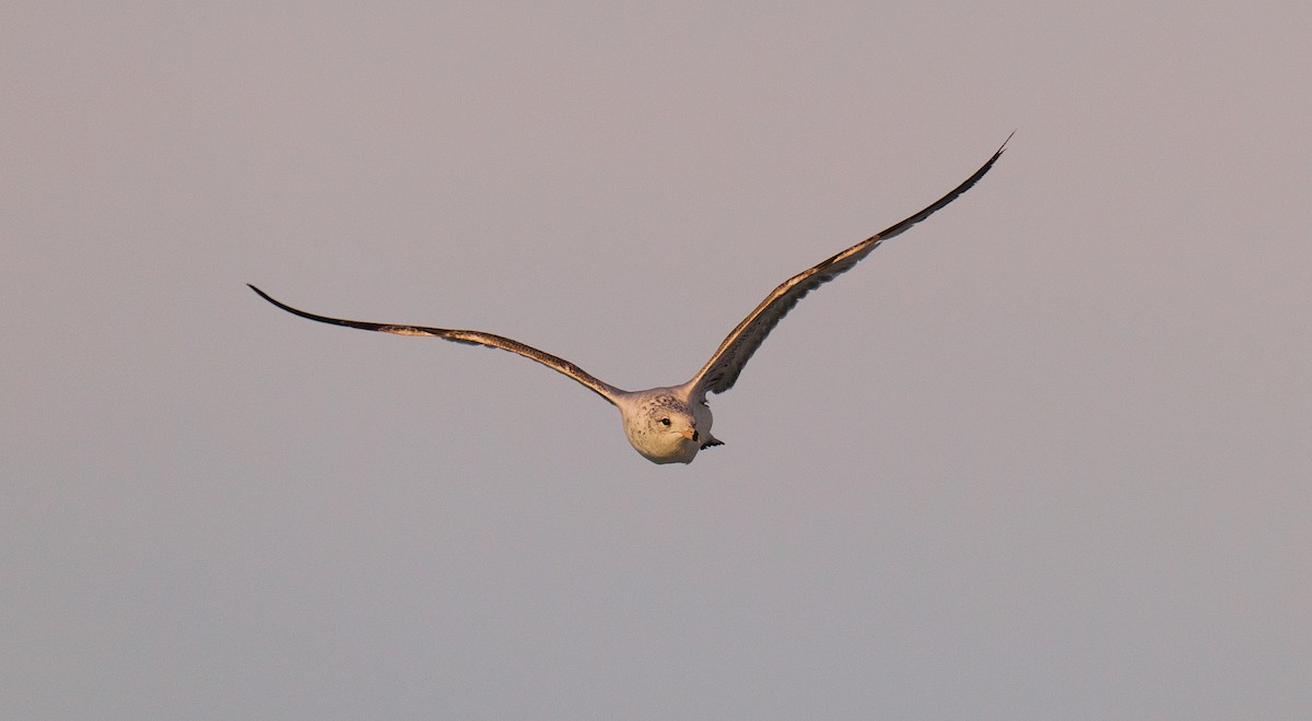 Ring-billed Gull - ML616335719