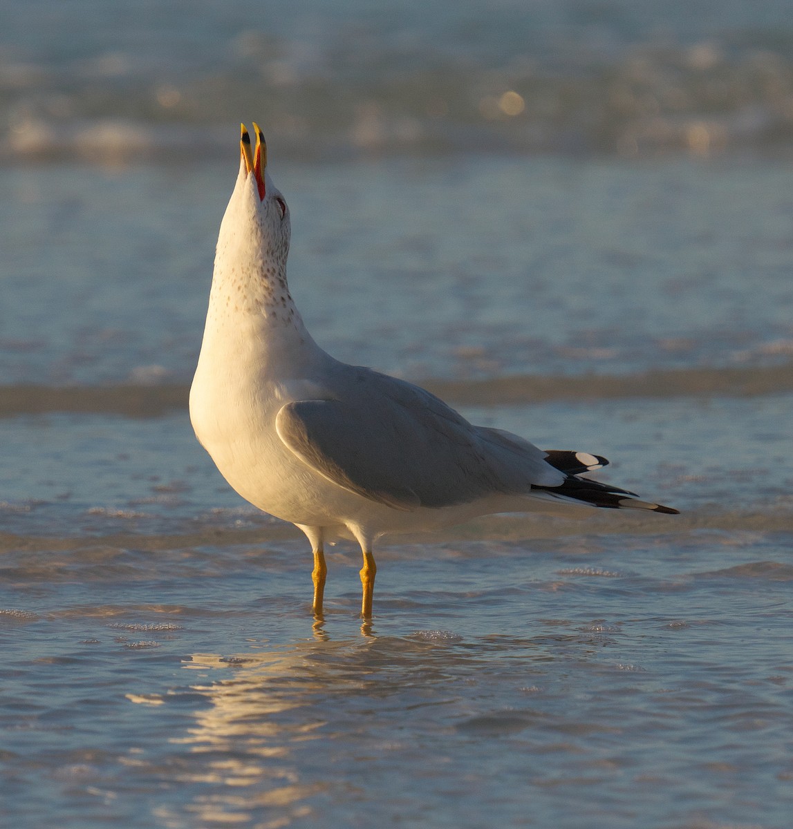 Ring-billed Gull - ML616335720