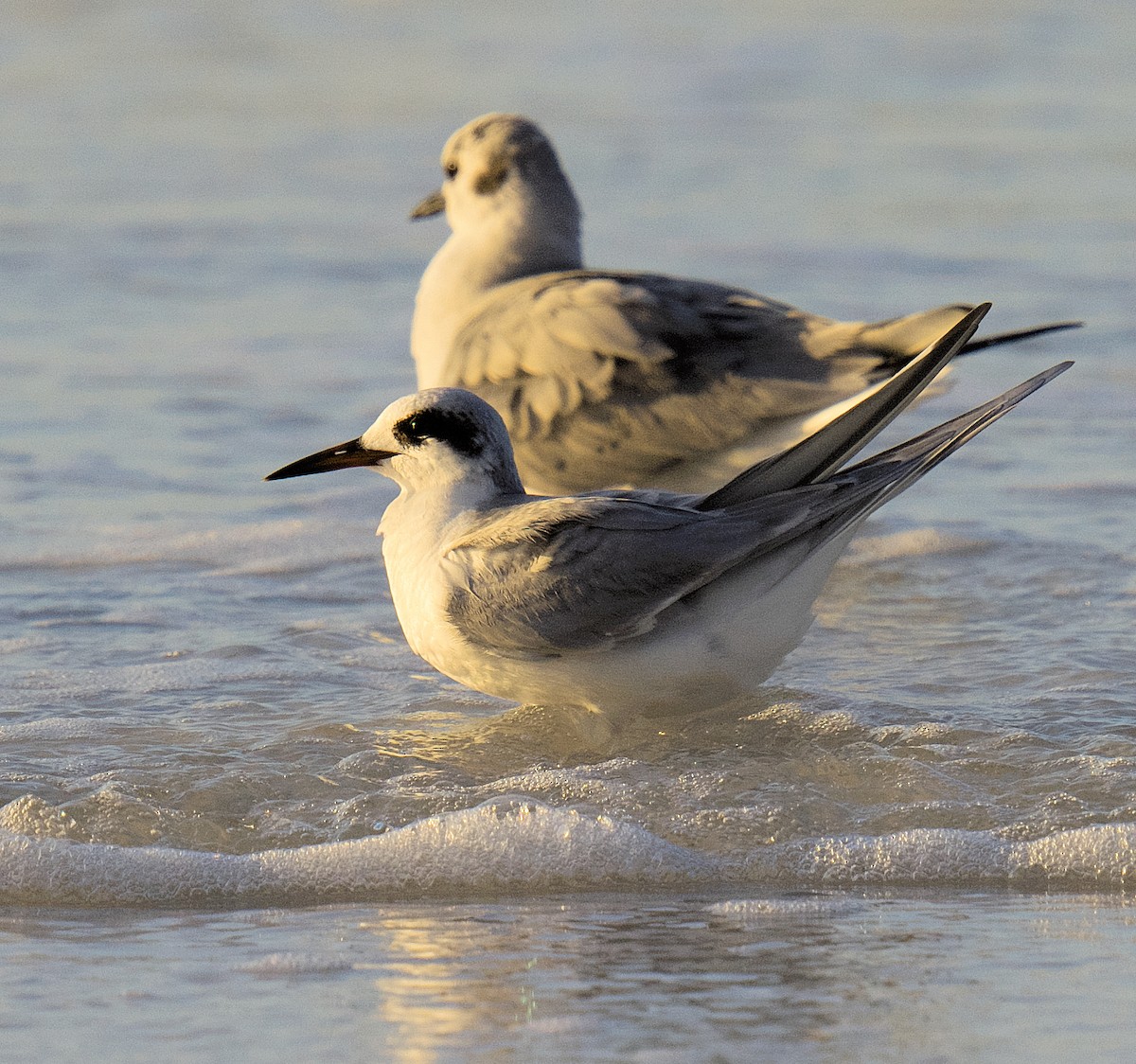 Forster's Tern - ML616335764