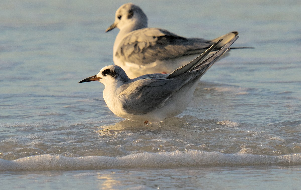 Forster's Tern - ML616335765