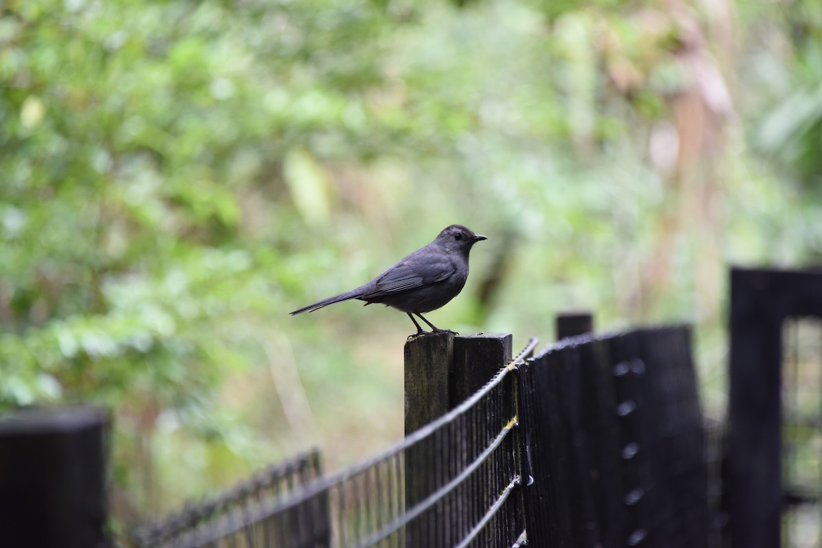 Pájaro Gato Gris - ML616335825