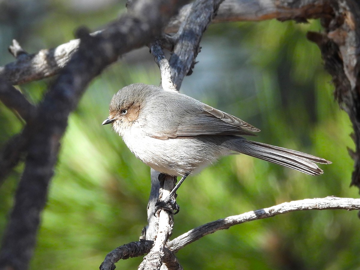 Bushtit - ML616335874