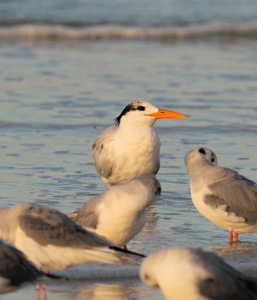 Royal Tern - ML616335909