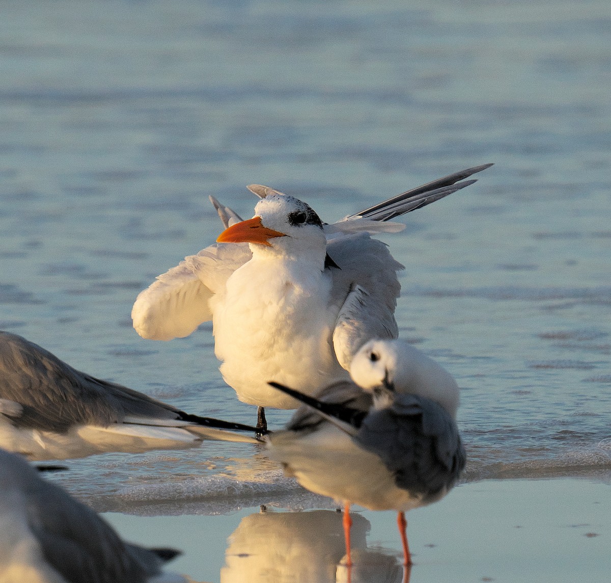 Royal Tern - ML616335912