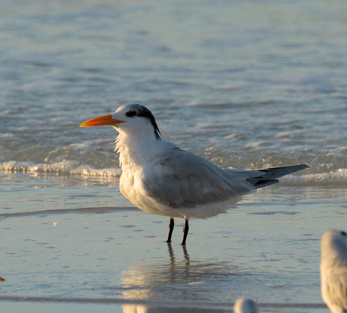 Royal Tern - ML616335916