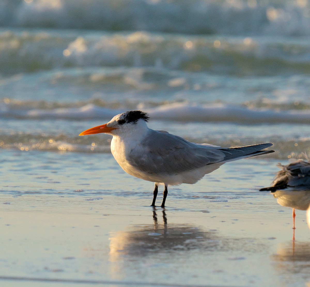 Royal Tern - ML616335917