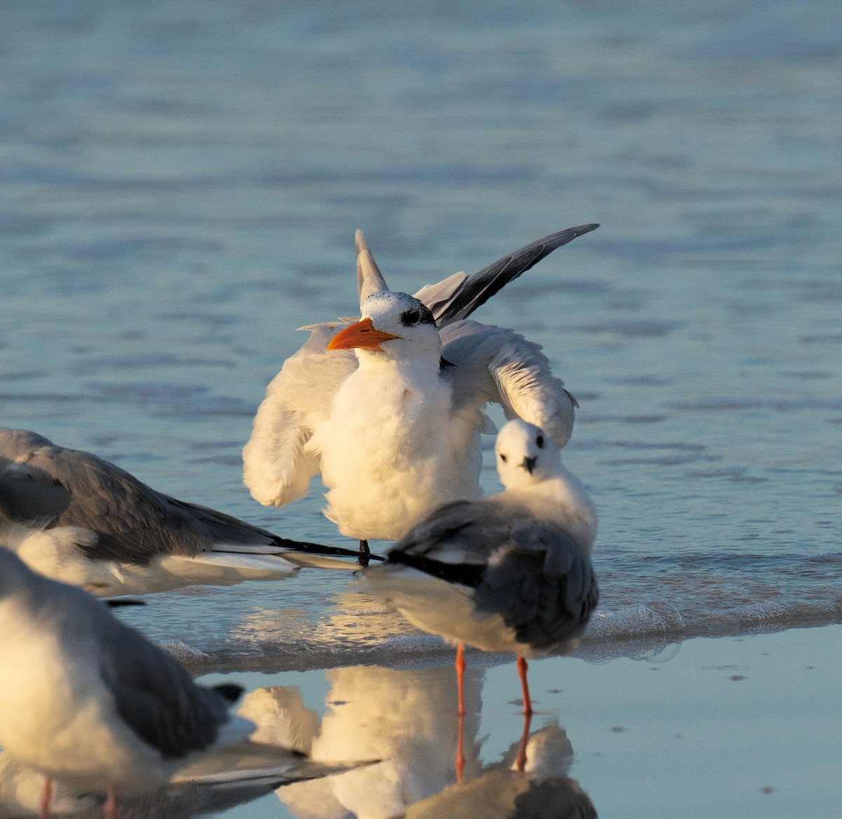 Royal Tern - ML616335920