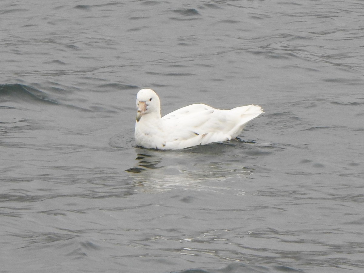 Southern Giant-Petrel - ML616335988