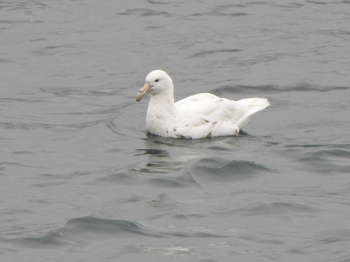 Southern Giant-Petrel - ML616335989