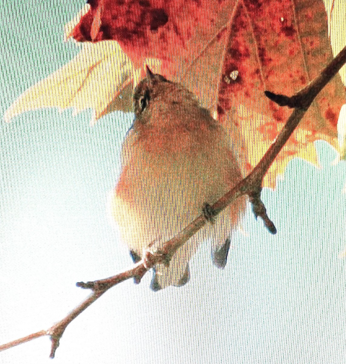 Braunkehl-Waldsänger - ML616336020