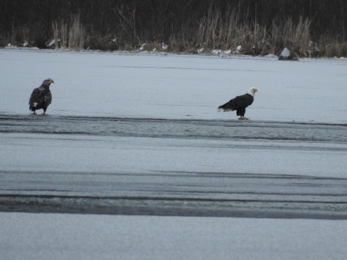 Bald Eagle - ML616336022