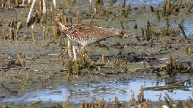 Spotted Crake - ML616336034