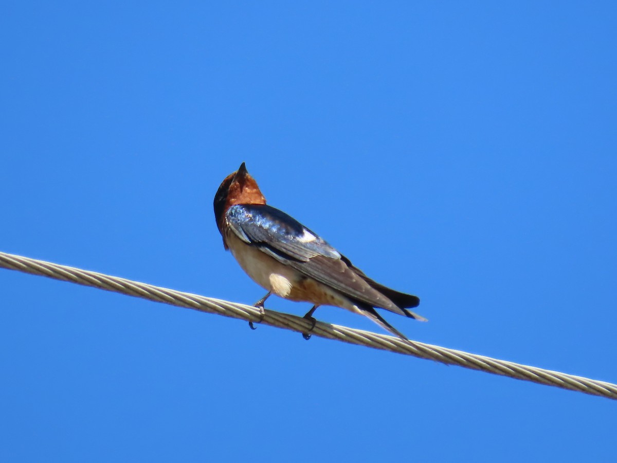 Barn Swallow - Alan & Patsy Kuentz