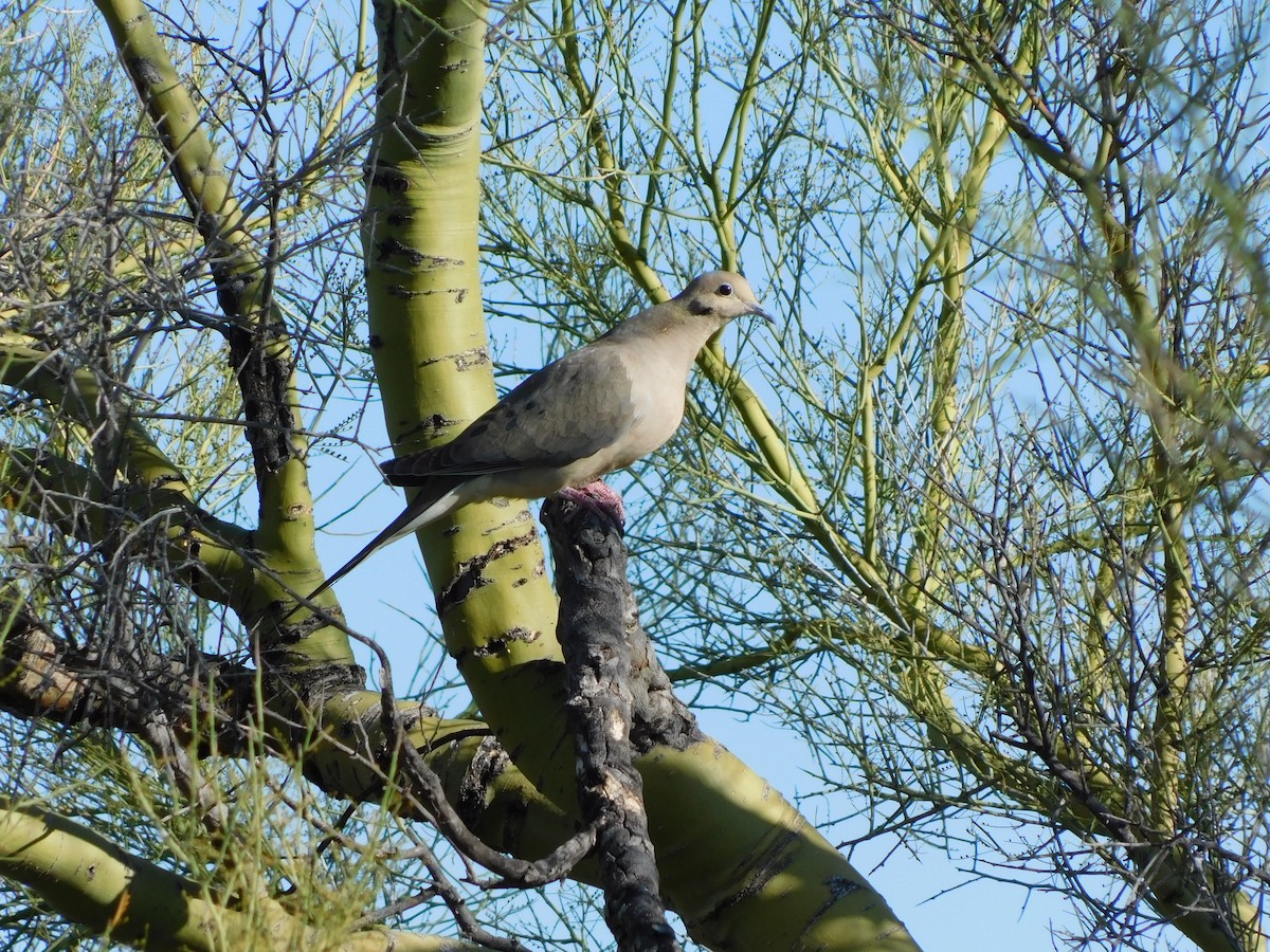 Mourning Dove - ML616336046