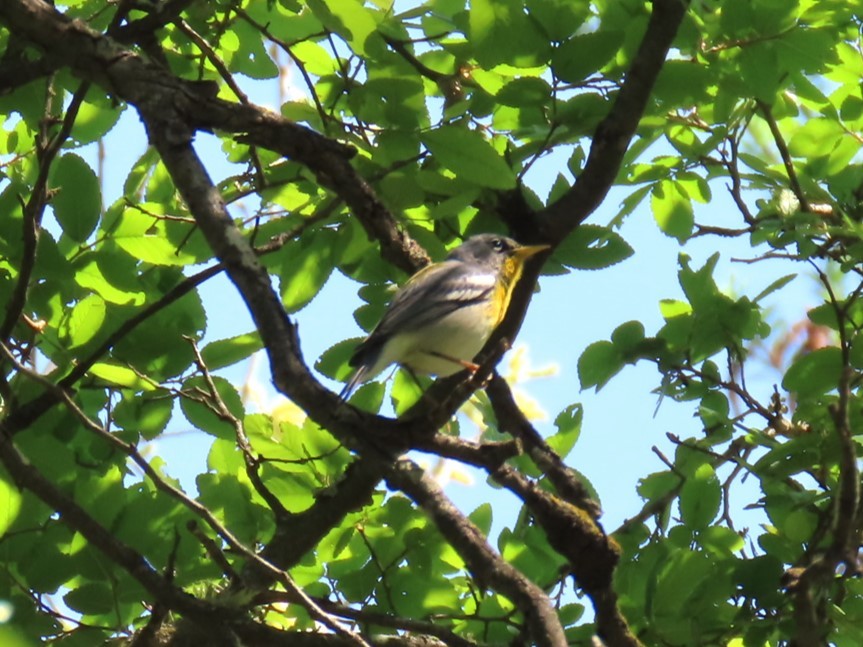 Northern Parula - ML616336053