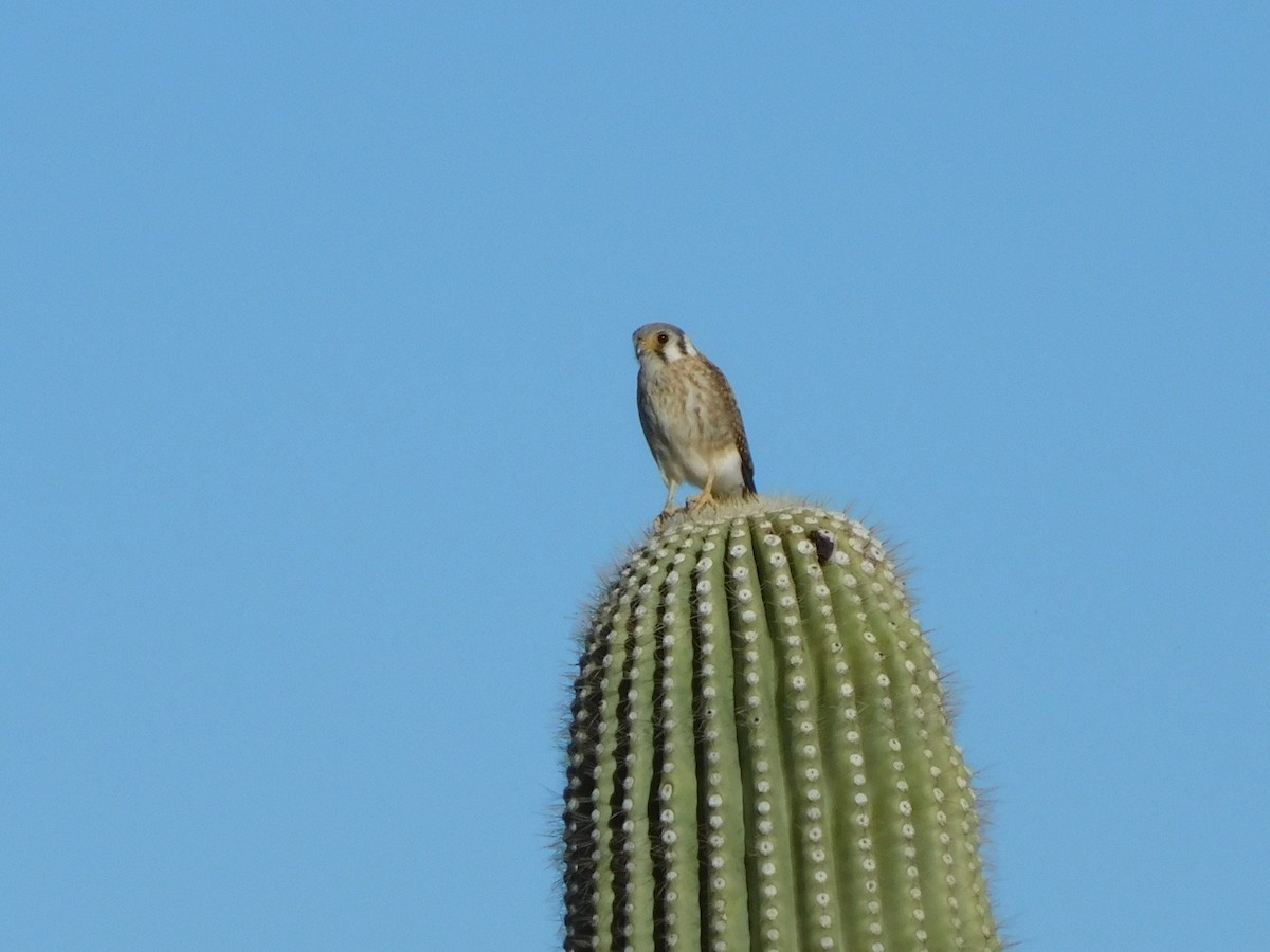 American Kestrel - ML616336061