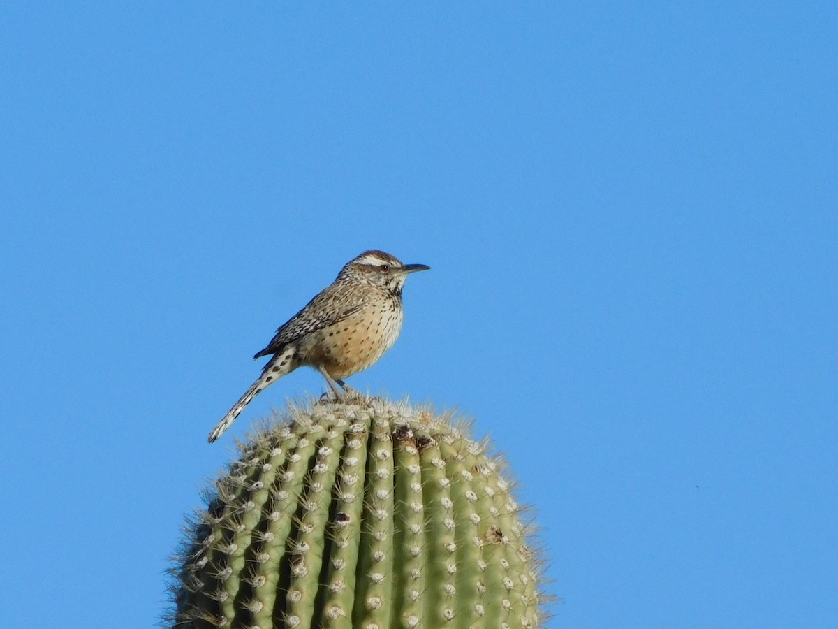 Cactus Wren - ML616336063