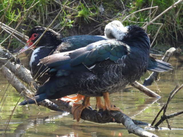 Muscovy Duck (Domestic type) - Stew Stewart