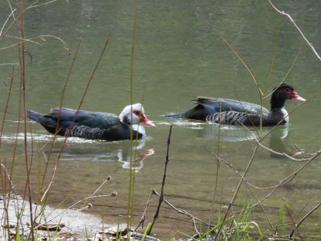 Muscovy Duck (Domestic type) - Stew Stewart