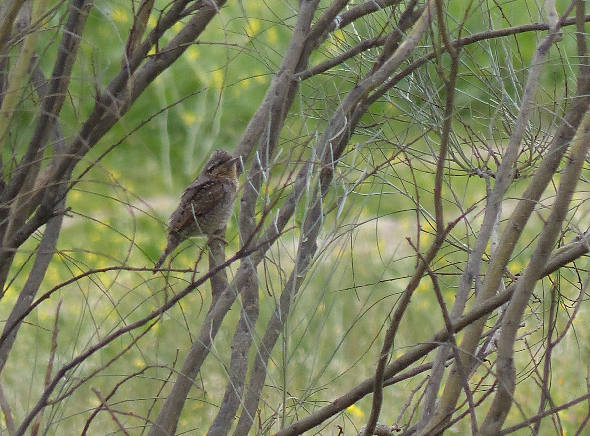 Eurasian Wryneck - ML616336075