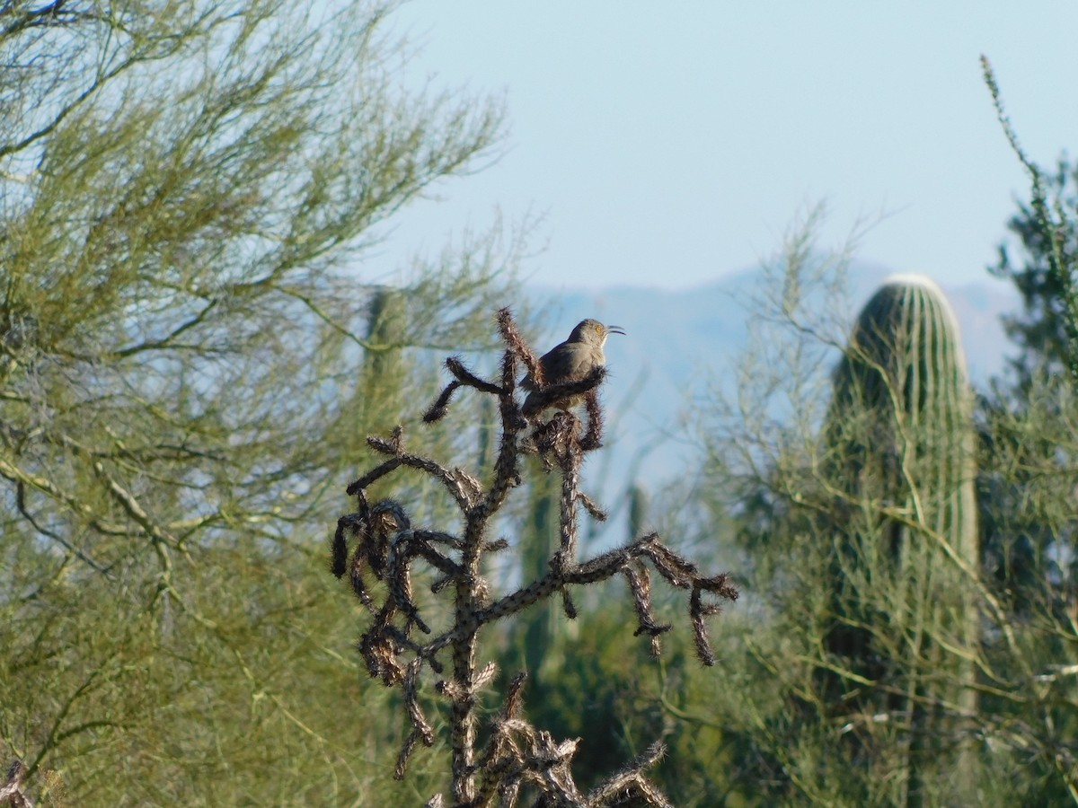 Curve-billed Thrasher - ML616336082