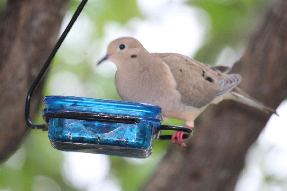 Mourning Dove - George Dokes