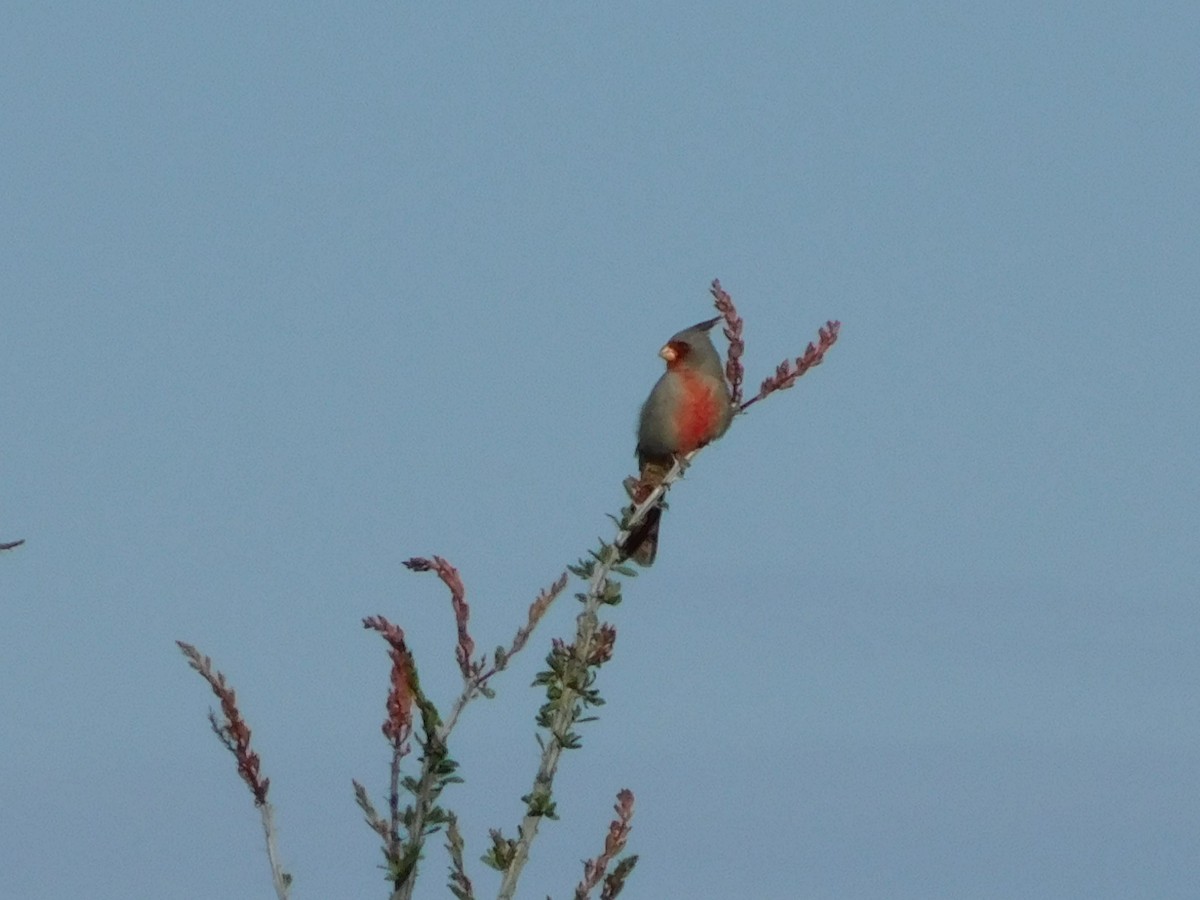 Pyrrhuloxia - ML616336090