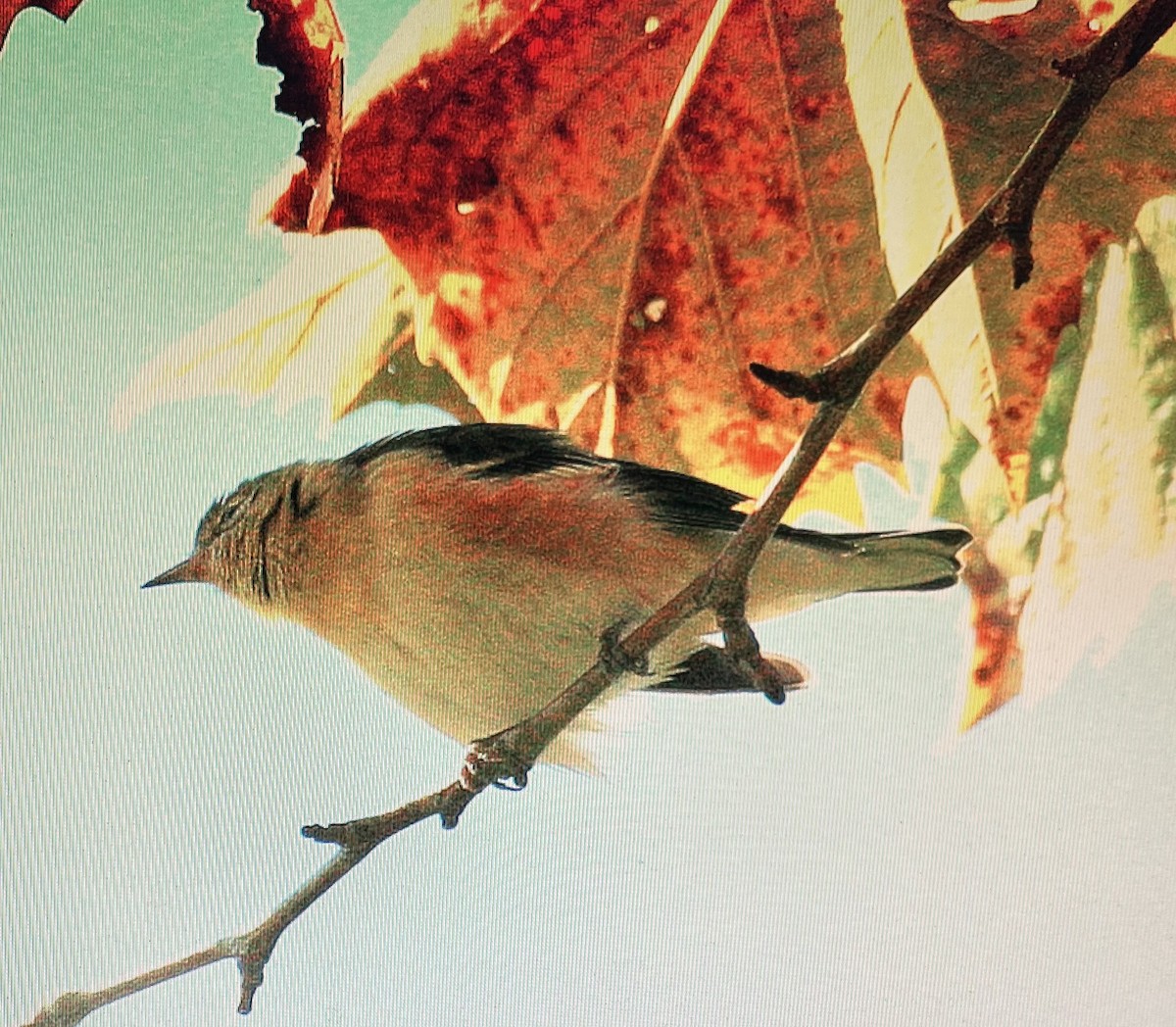 Bay-breasted Warbler - ML616336092