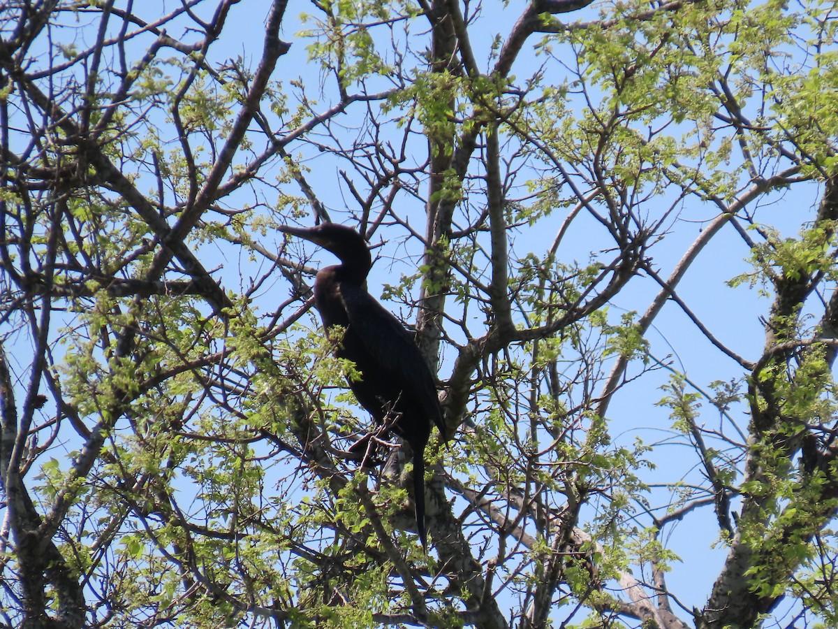 Neotropic Cormorant - Alan & Patsy Kuentz