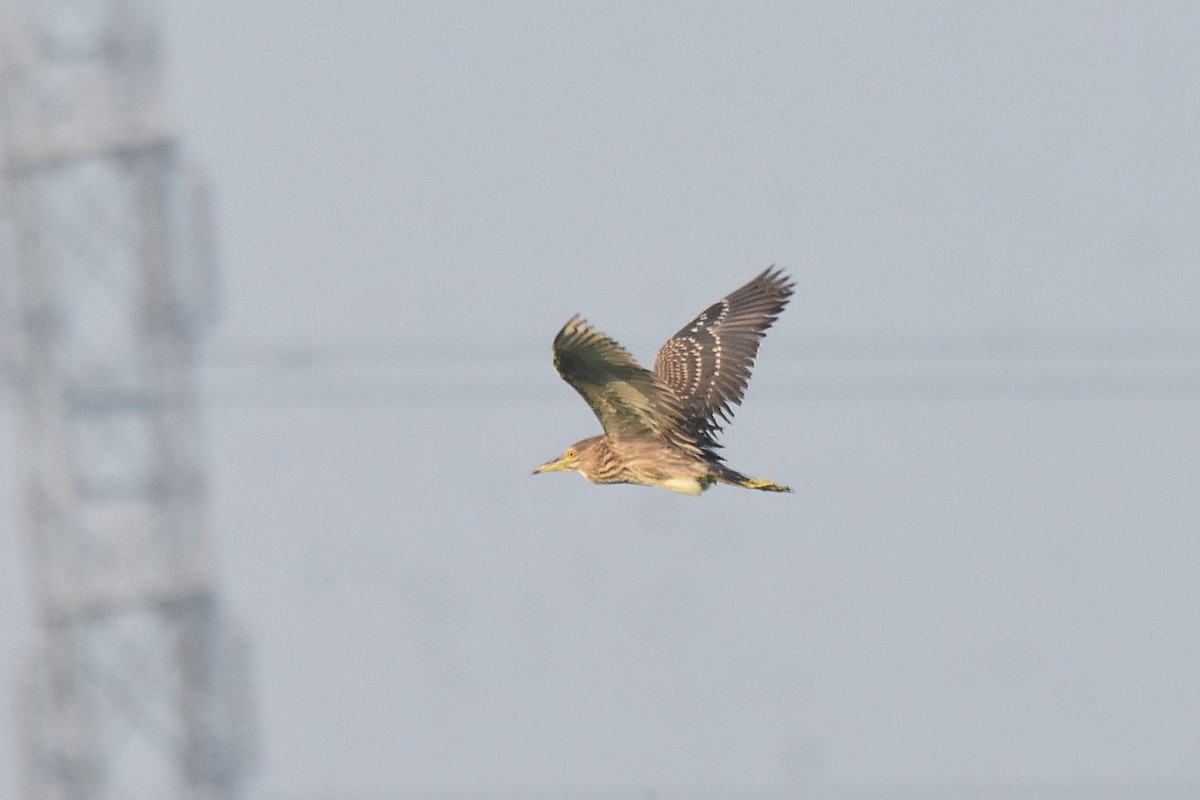 Black-crowned Night Heron - ML616336152