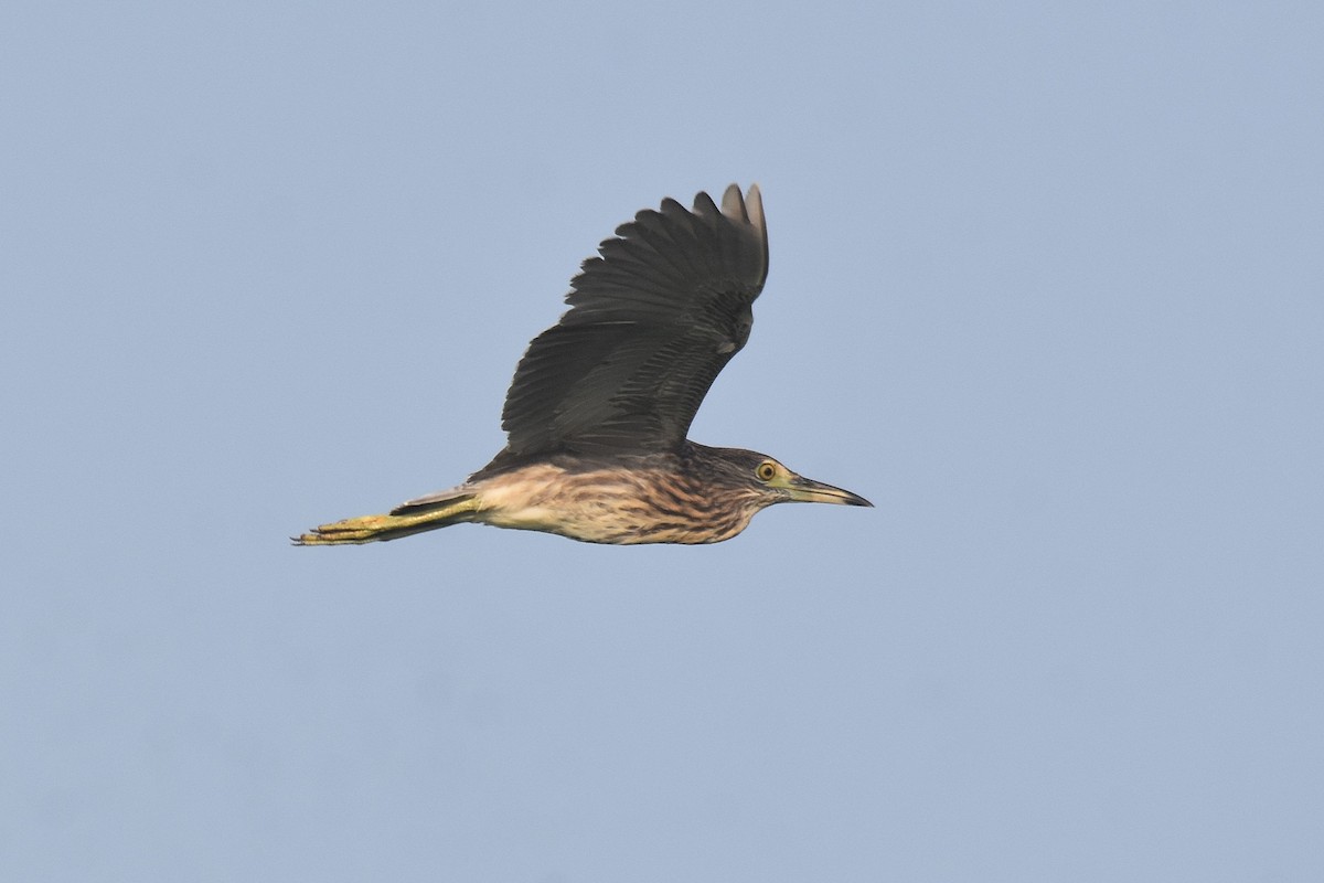 Black-crowned Night Heron - ML616336155