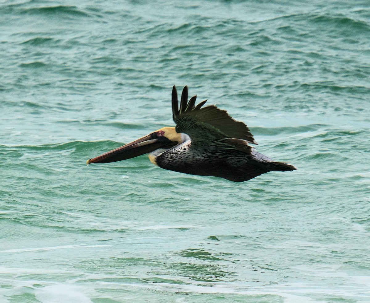 Brown Pelican - ML616336185