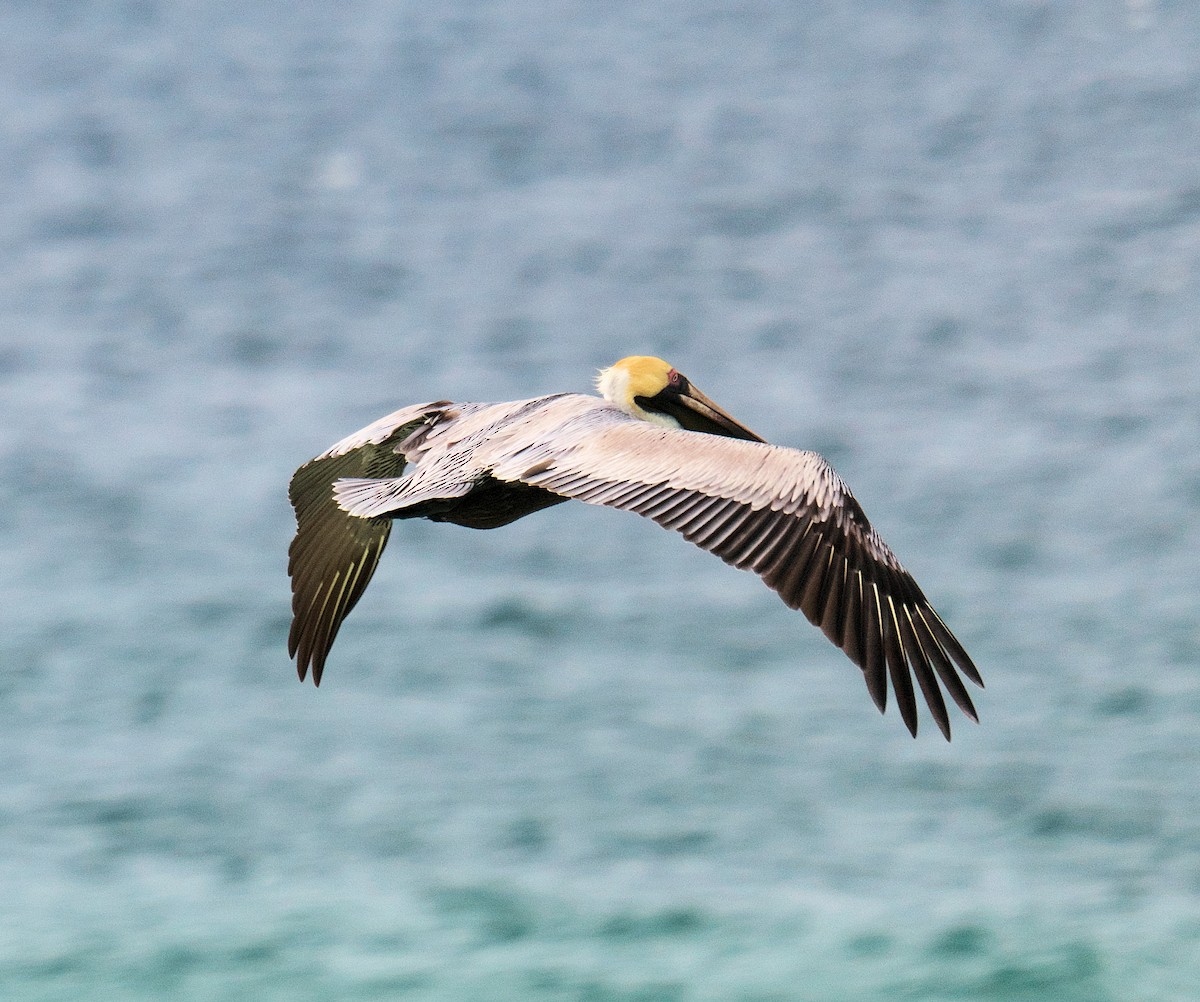 Brown Pelican - ML616336186