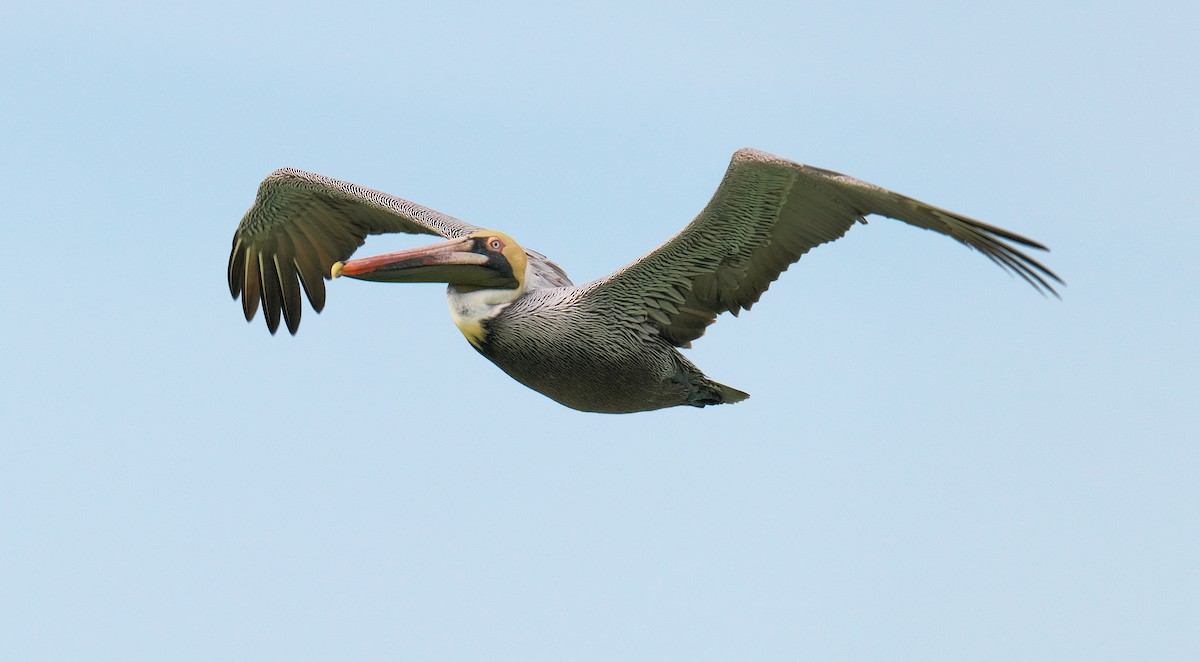 Brown Pelican - ML616336188