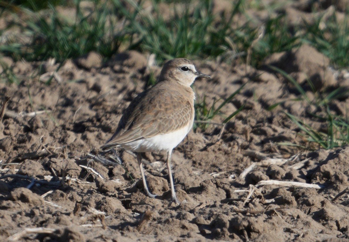 Mountain Plover - Glenn Walbek