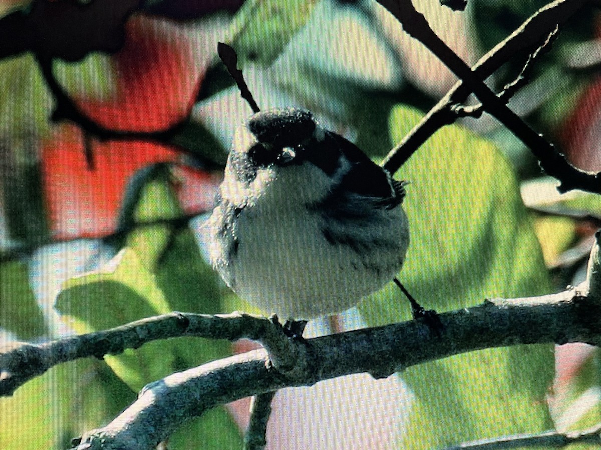 Black-throated Gray Warbler - ML616336225