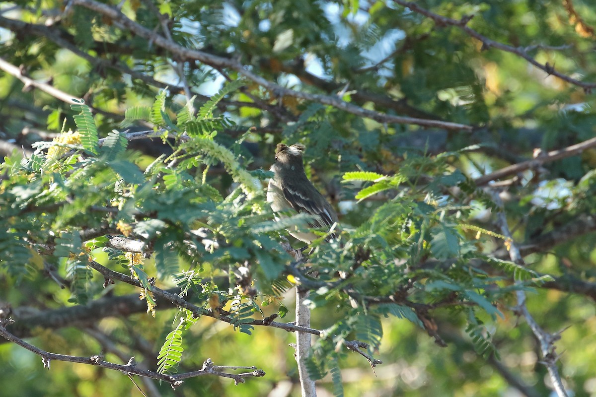 Caribbean Elaenia - ML616336238