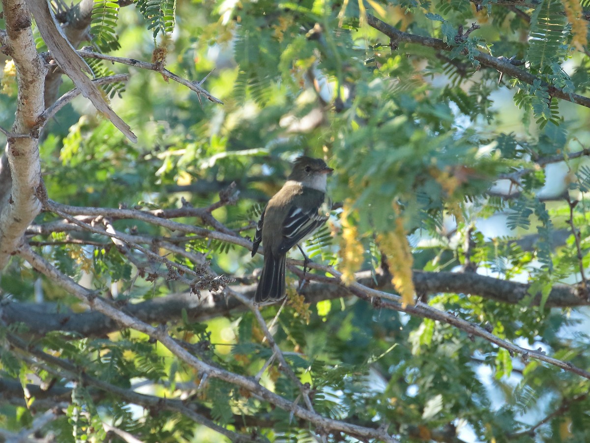 Caribbean Elaenia - ML616336239