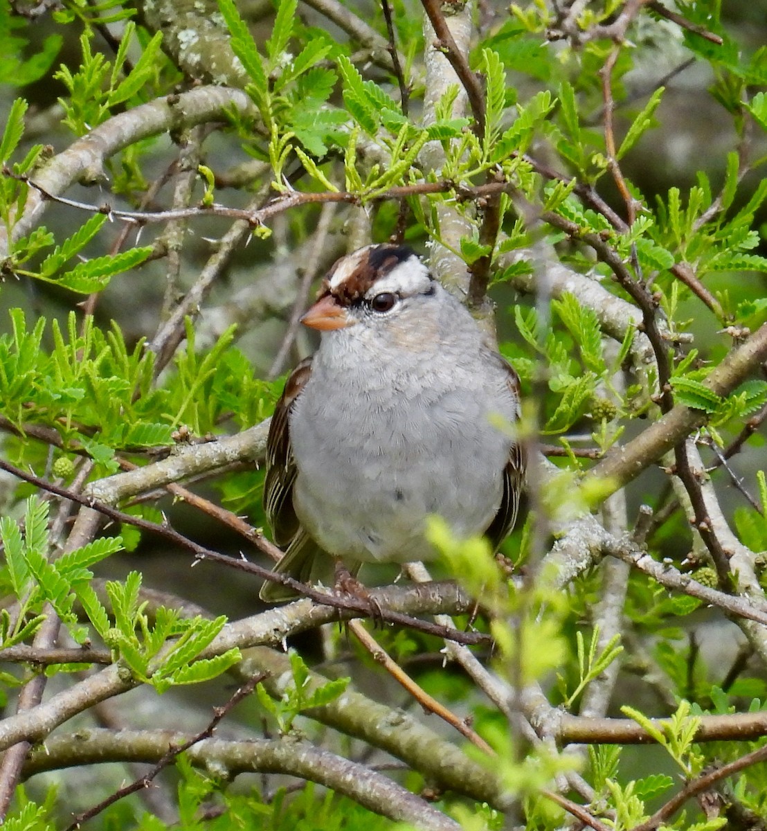 White-crowned Sparrow - Van Remsen