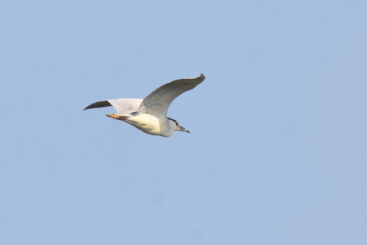 Black-crowned Night Heron - ML616336266