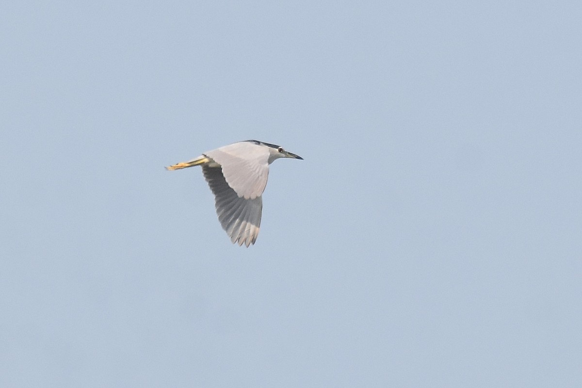 Black-crowned Night Heron - ML616336267