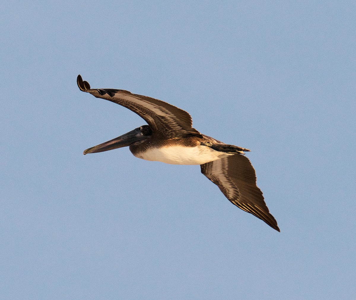 Brown Pelican - ML616336269