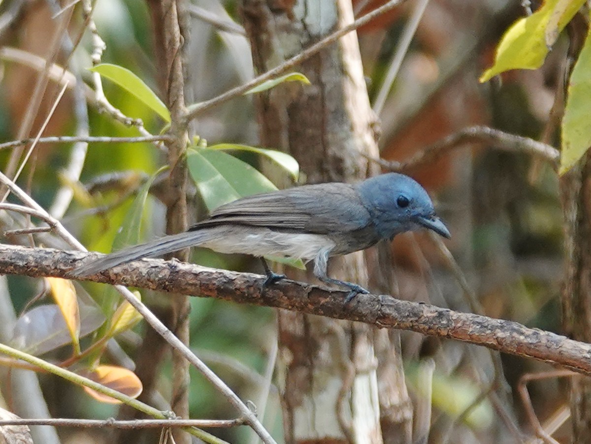 Black-naped Monarch - ML616336313