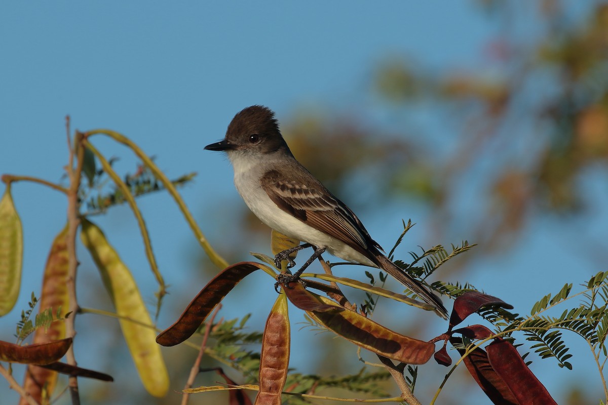 Puerto Rican Flycatcher - ML616336316